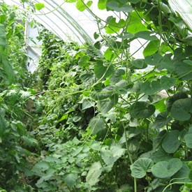 Jelly Melon Cucumber - Organic - Seed Savers Exchange